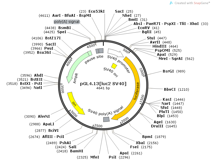 pGL4.13[luc2/SV40]