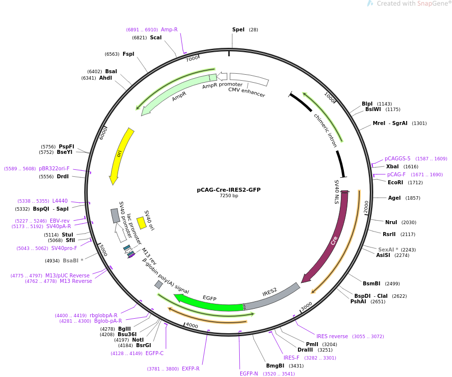 pCAG-Cre-IRES2-GFP