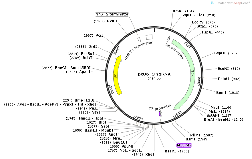 pcU6_3 sgRNA