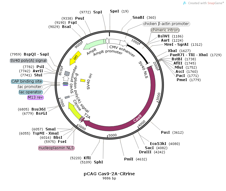 pCAG Cas9-2A-Citrine