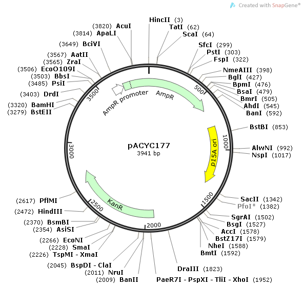 pACYC177