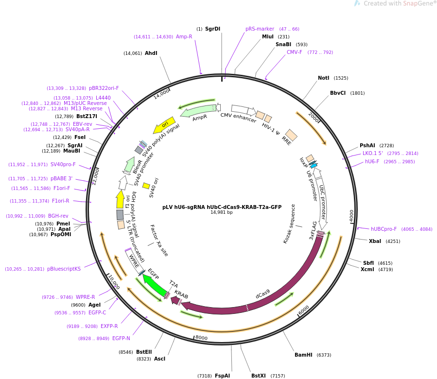 pLV hU6-sgRNA hUbC-dCas9-KRAB-T2a-GFP