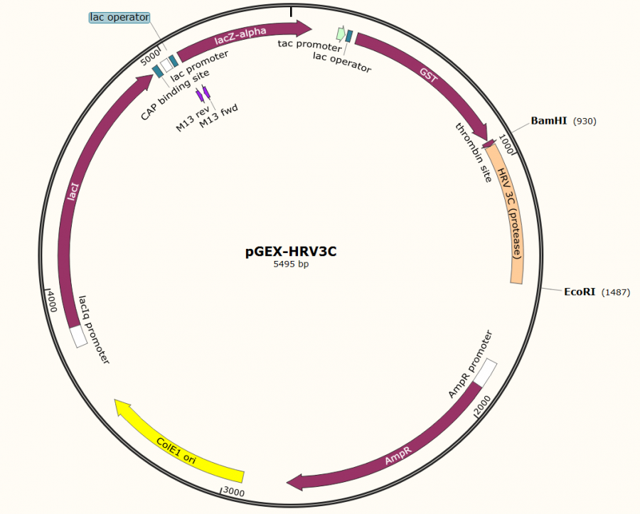Pgex-HRV3C