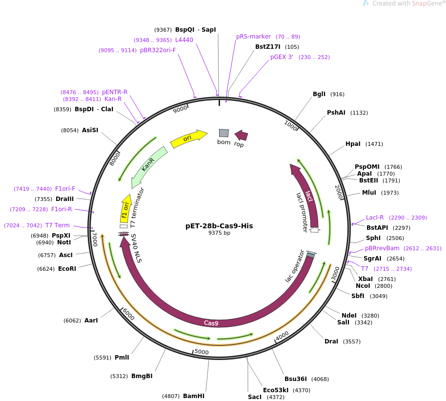 pET28b-CAS9-HIS