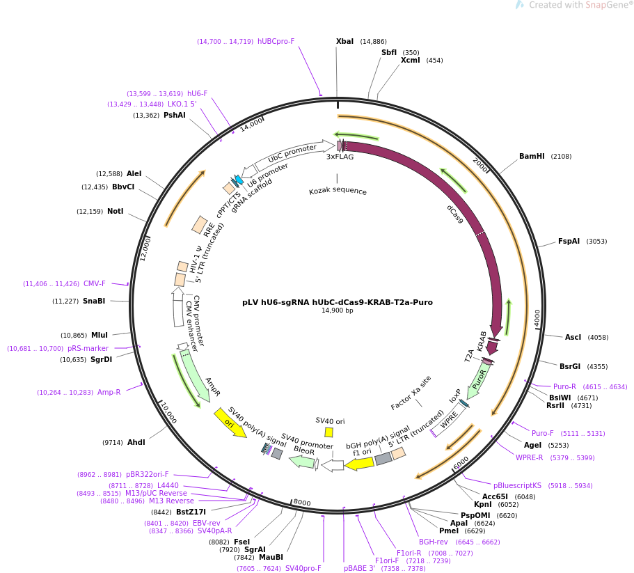 pLV hU6-sgRNA hUbC-dCas9-KRAB-T2a-Puro