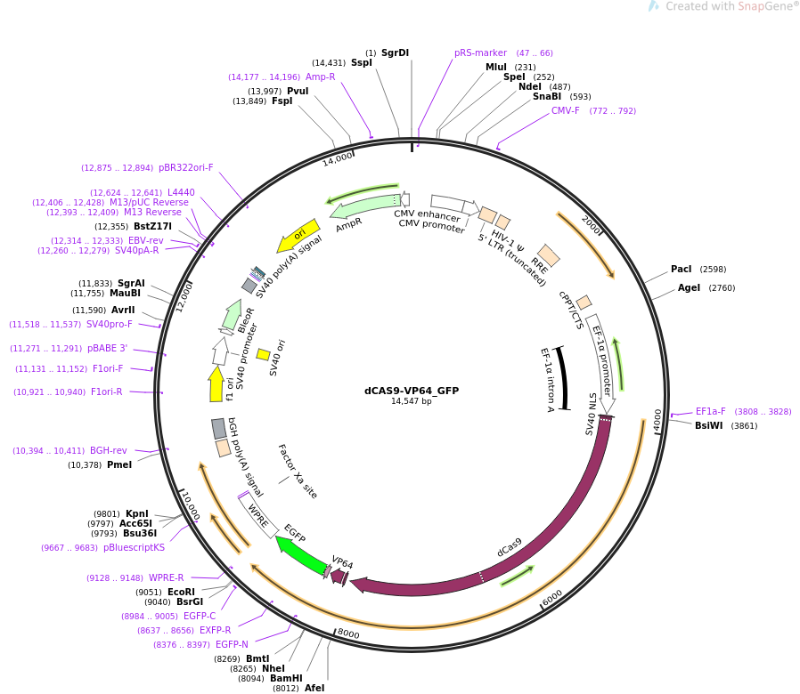 dCAS9-VP64_GFP