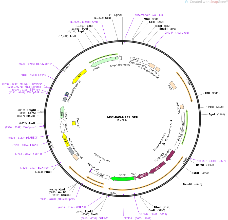 MS2-P65-HSF1_GFP