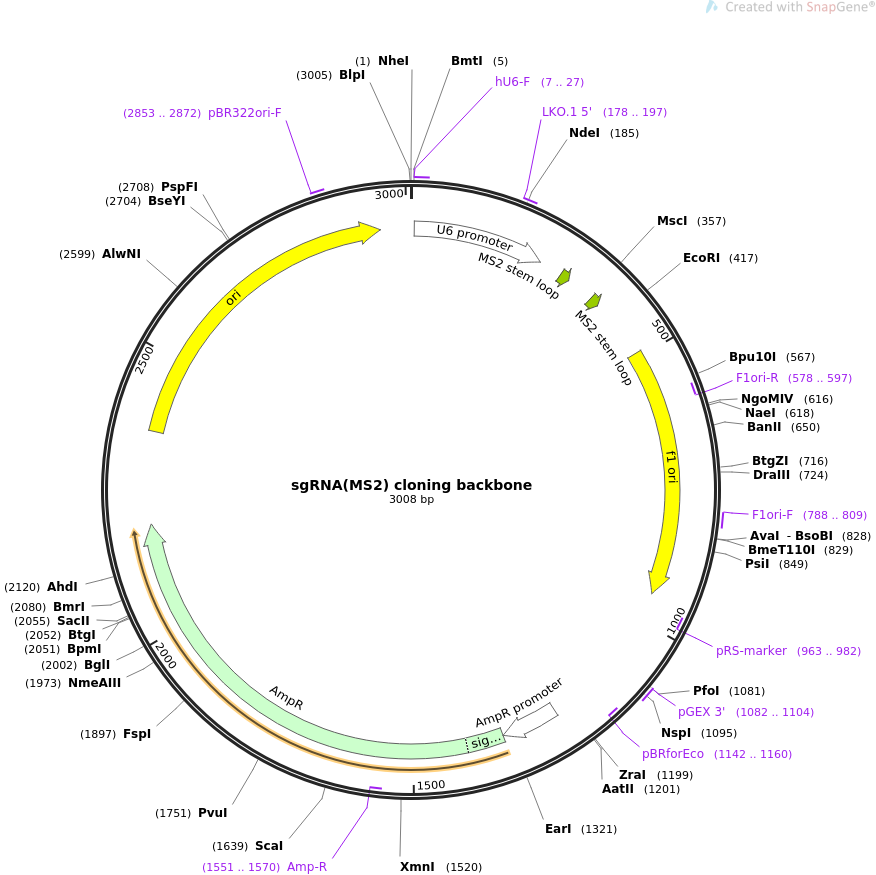 sgRNA(MS2) cloning backbone