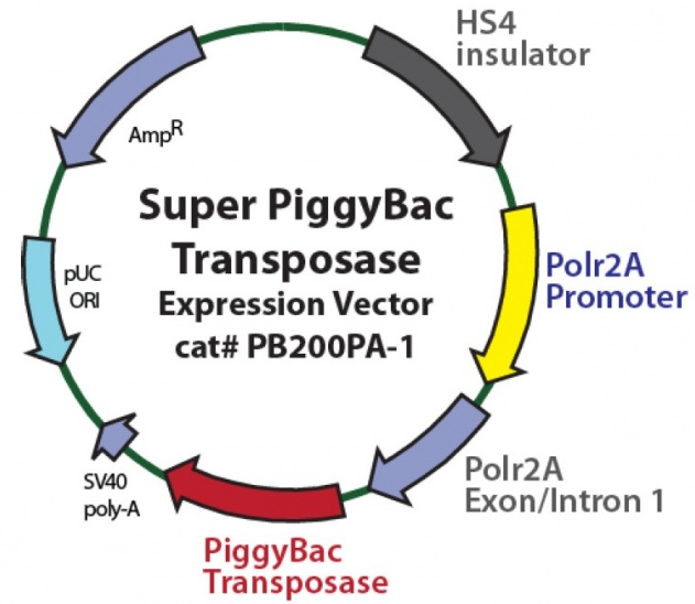 Super PiggyBac Transposase (PB200PA-1)