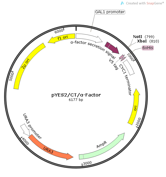 pYes2/CT α-factor