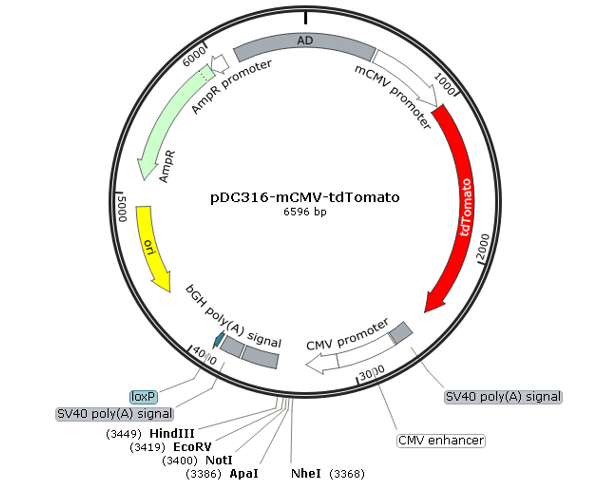 pDC316-mCMV-tdTomato