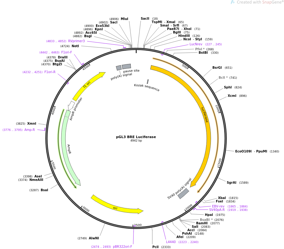 pGL3 BRE Luciferase