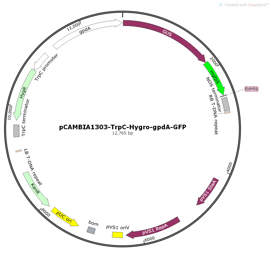 pCAMBIA1303-TrpC-Hygro-gpdA-GFP