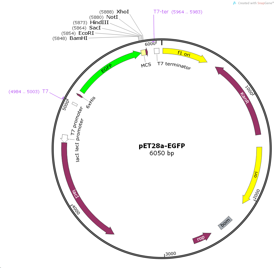 pET28a-EGFP