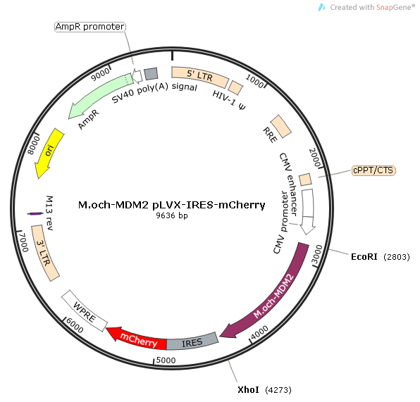 M.och-MDM2-CDS-pLVX-IRES-mCherry