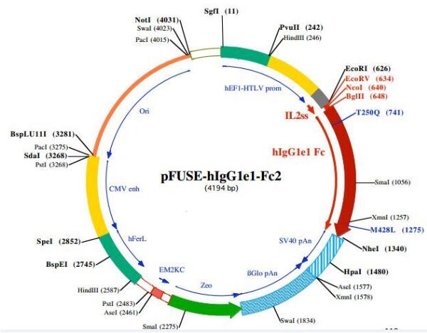 pFUSE-hIgG1-Fc2