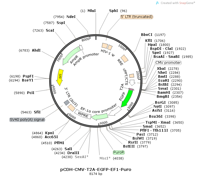 pCDH-CMV-T2A-EGFP-EF1A-PURO