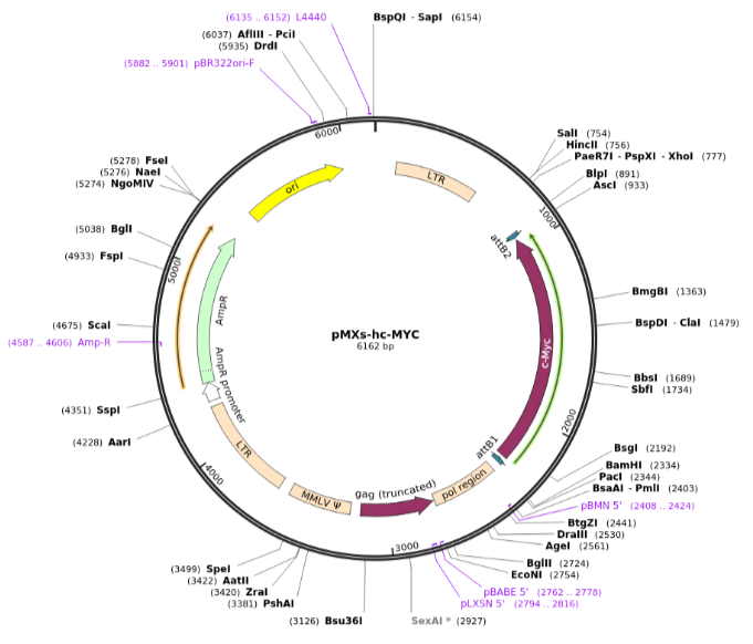 pMXs-hc-MYC