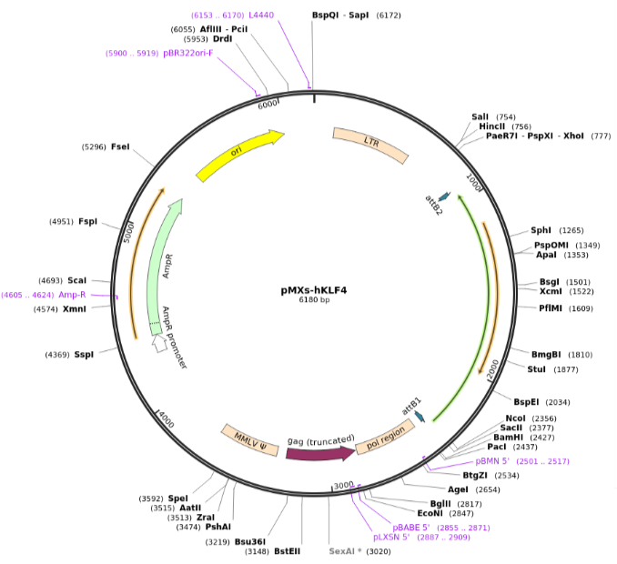 pMXs-hKLF4