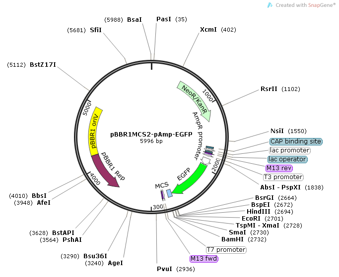 pBBR1MCS2-pAmp-EGFP