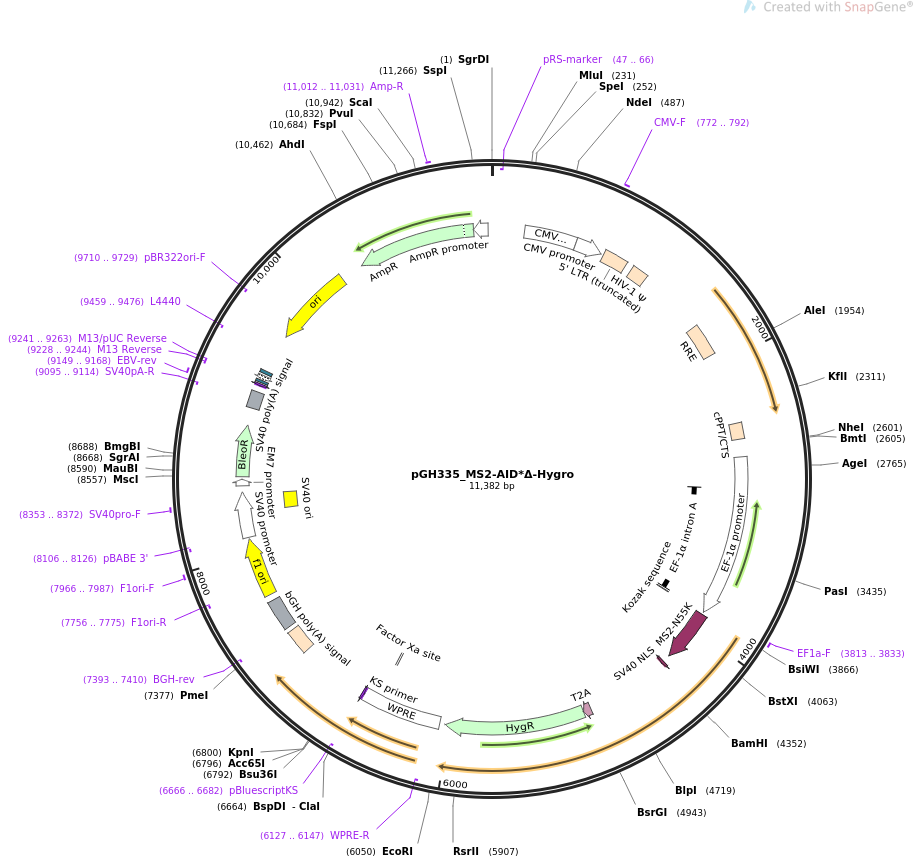 pGH335_MS2-AID Δ-Hygro