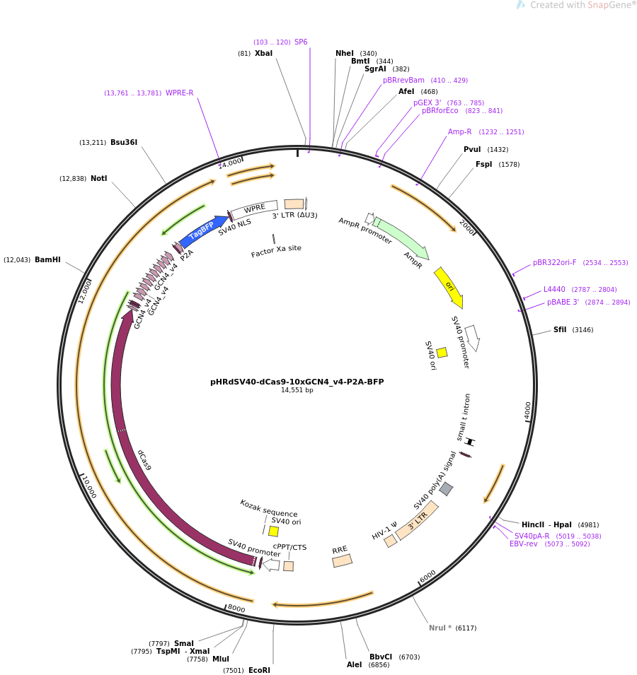 pHRdSV40-dCas9-10xGCN4_v4-P2A-BFP