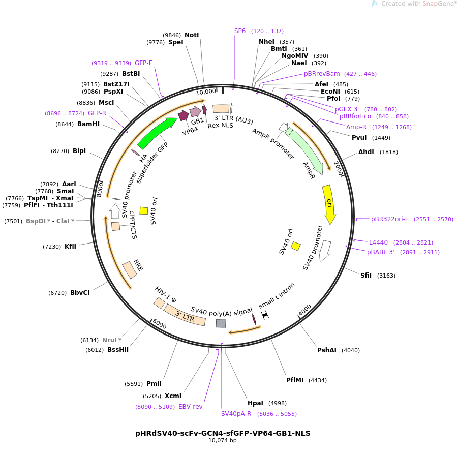 pHRdSV40-scFv-GCN4-sfGFP-VP64-GB1-NLS