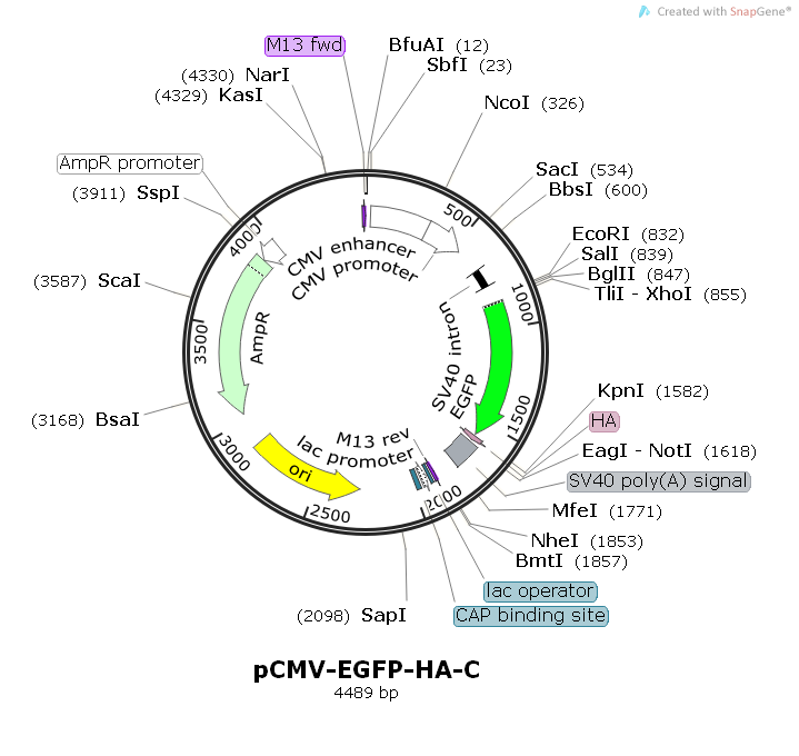 pCMV-EGFP-HA-C
