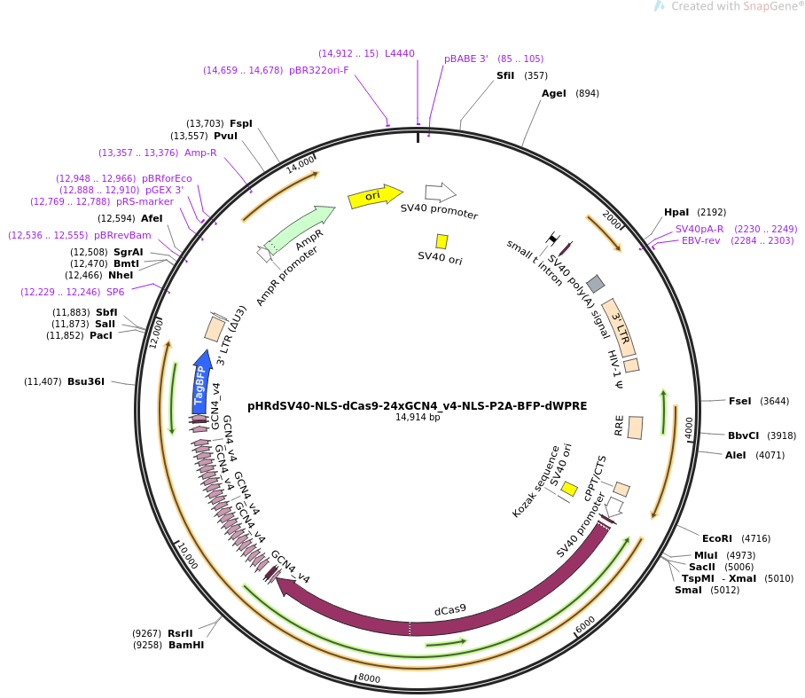 pHRdSV40-NLS-dCas9-24xGCN4_v4-NLS-P2A-BFP-dWPRE