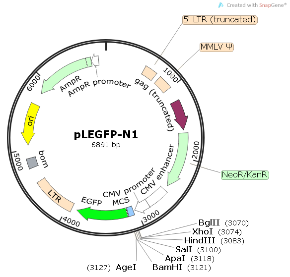 pLEGFP-N1