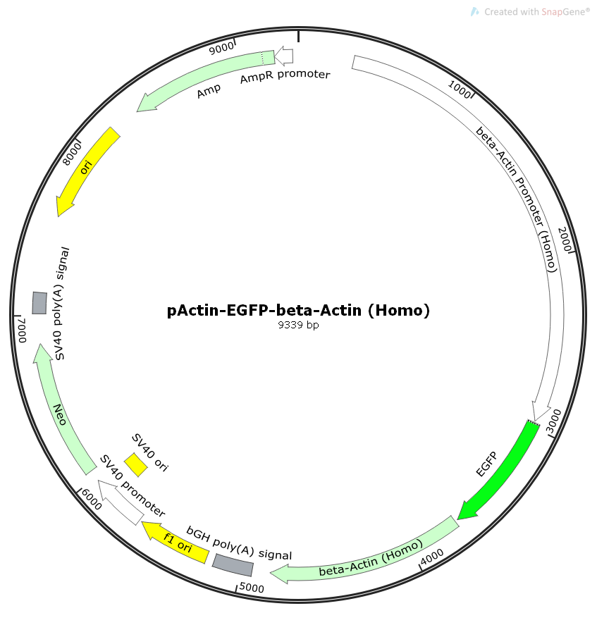 pActin-EGFP-beta-actin