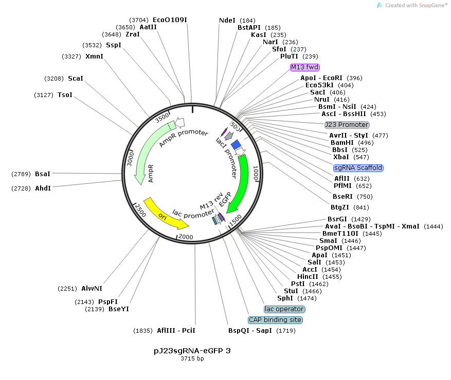 pJ23sgRNA-eGFP 3