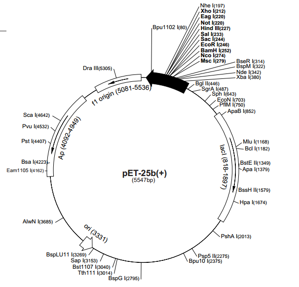 pET-25b(+)