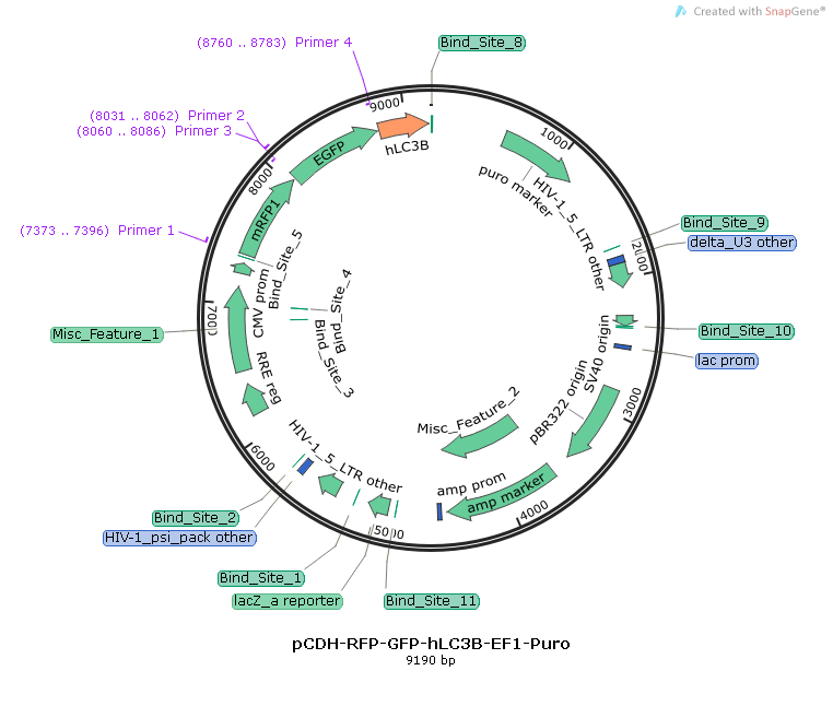 pCDH-CMV-mRFP-GFP-hLC3B-EF1A-Puro