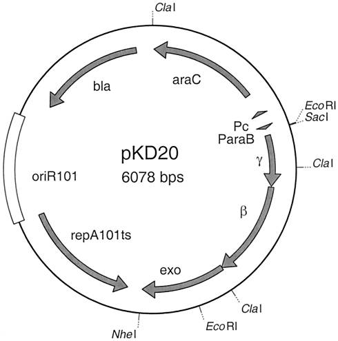 pKD20