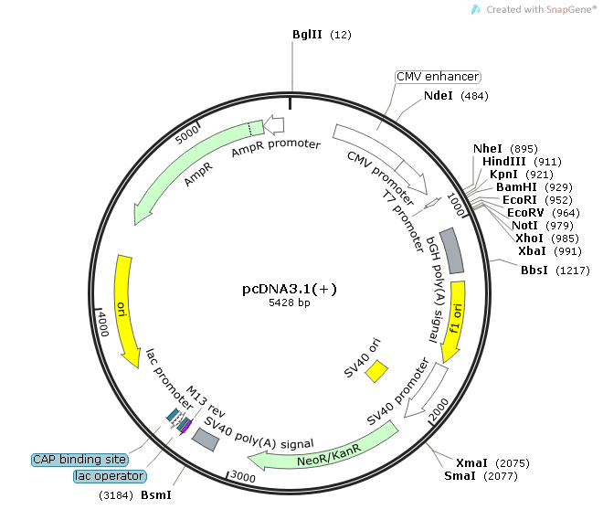 【热销】pcDNA3.1(+)