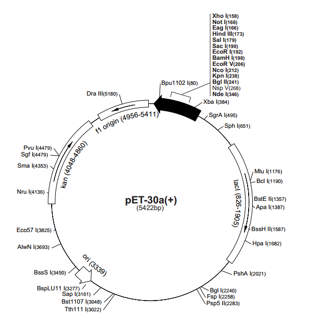 pET-30a(+)