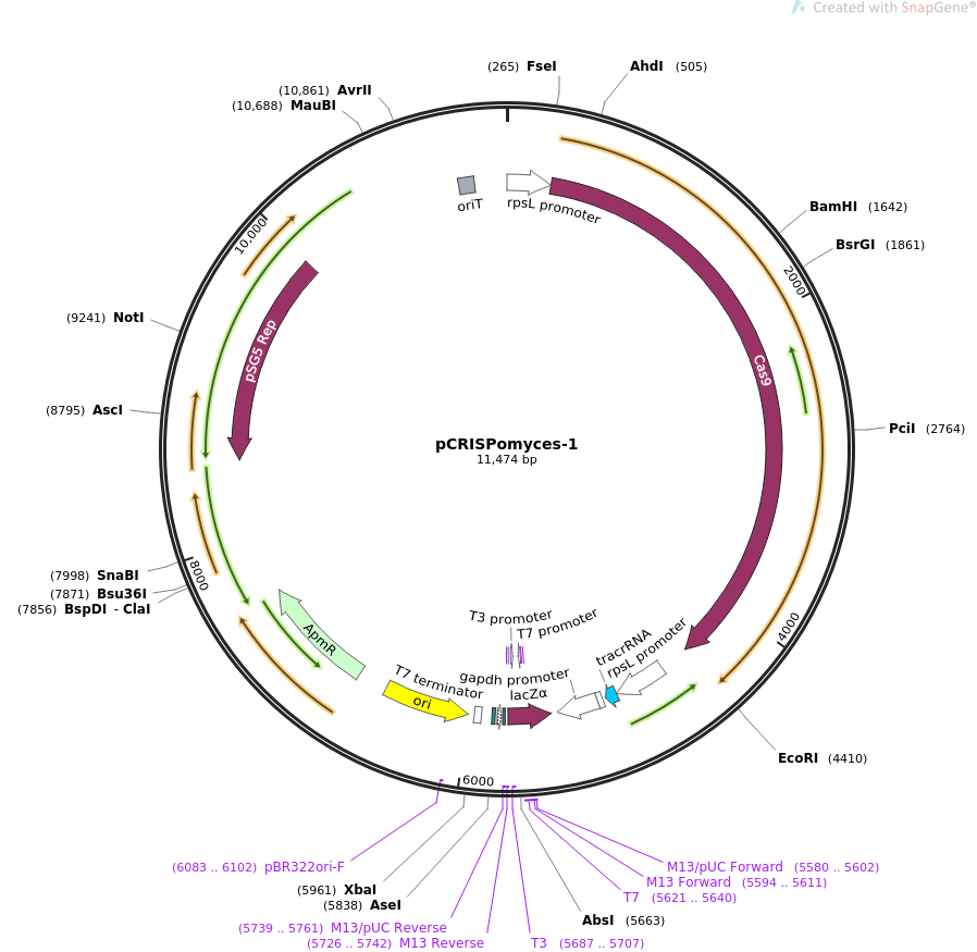 pCRISPomyces-1