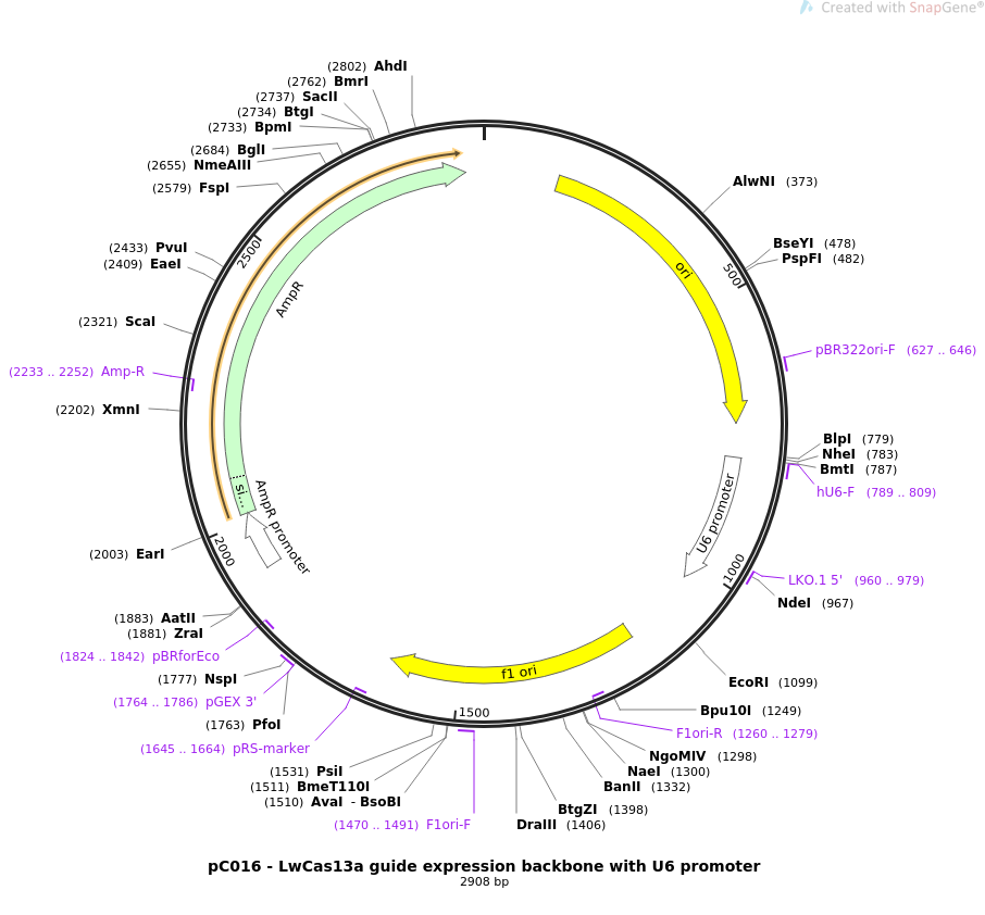 pC016 - LwCas13a guide expression backbone with U6 promoter