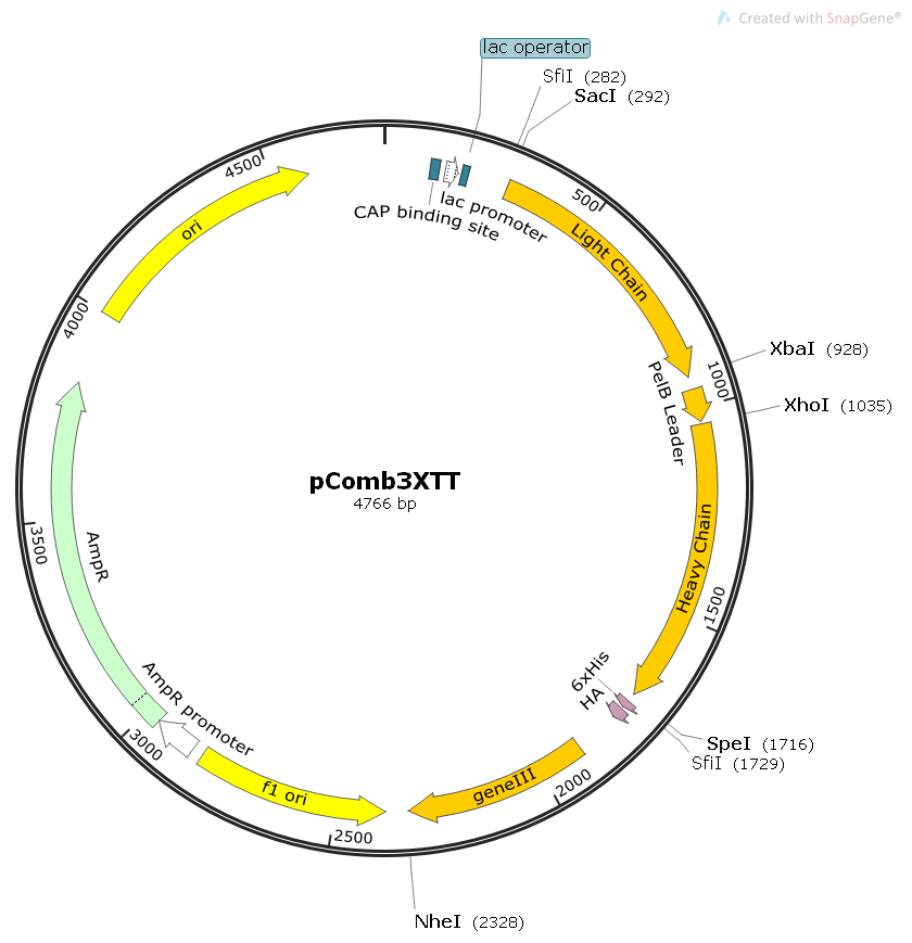 pComb3XTT