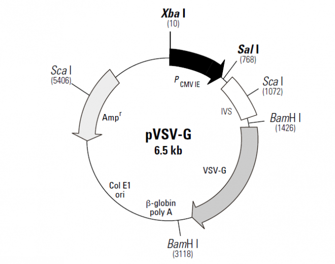 pVSV-G