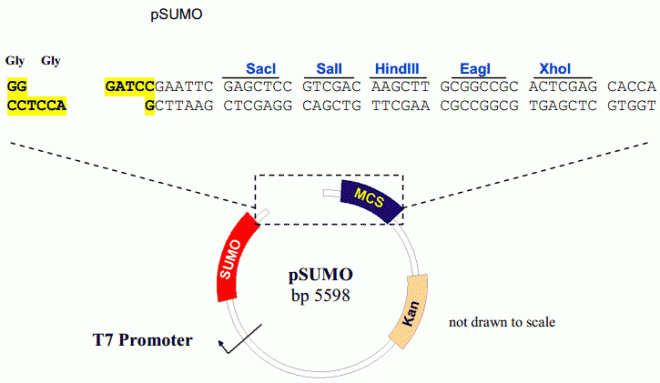 psumo