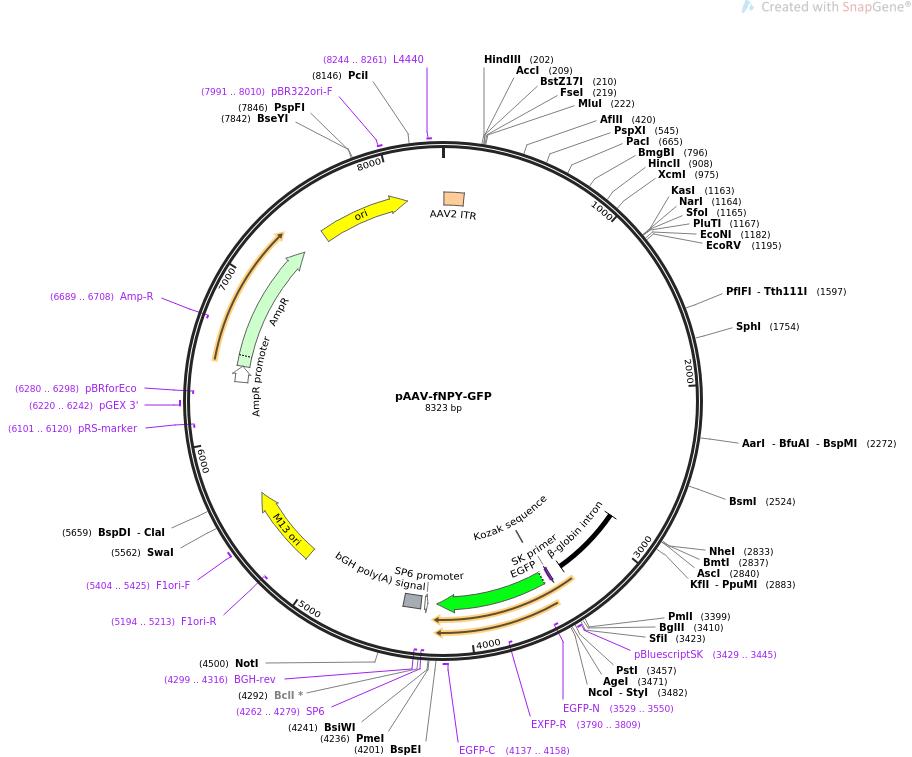 pAAV-fNPY-GFP 