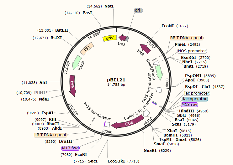 pBI121质粒