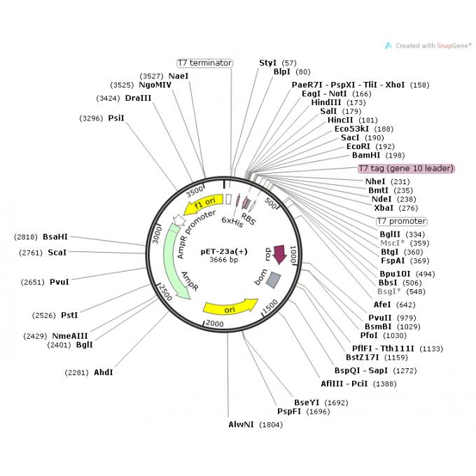 pET-23a(+)