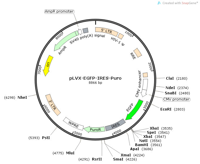 pLVX-EGFP-IRES-PURO