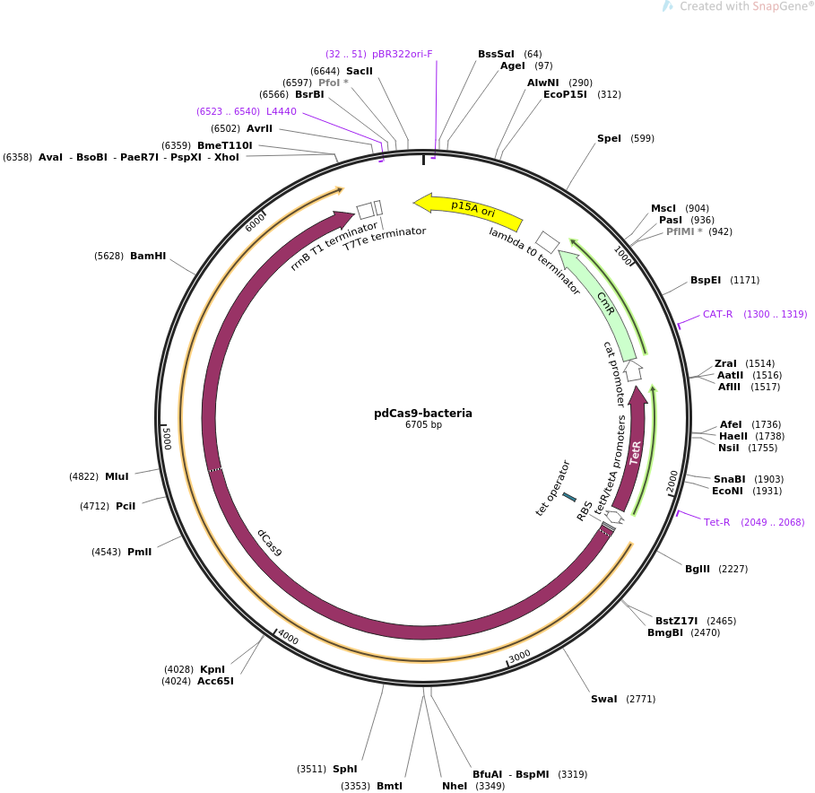 pdCas9-Bacteria