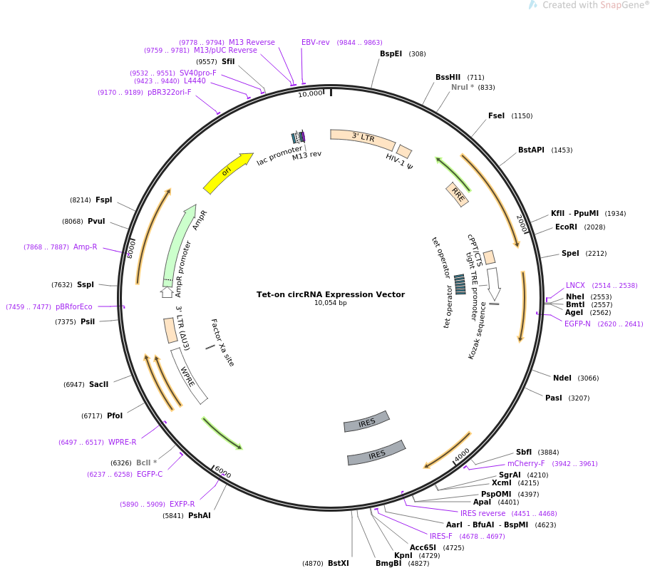 Tet-on circRNA Expression Vector