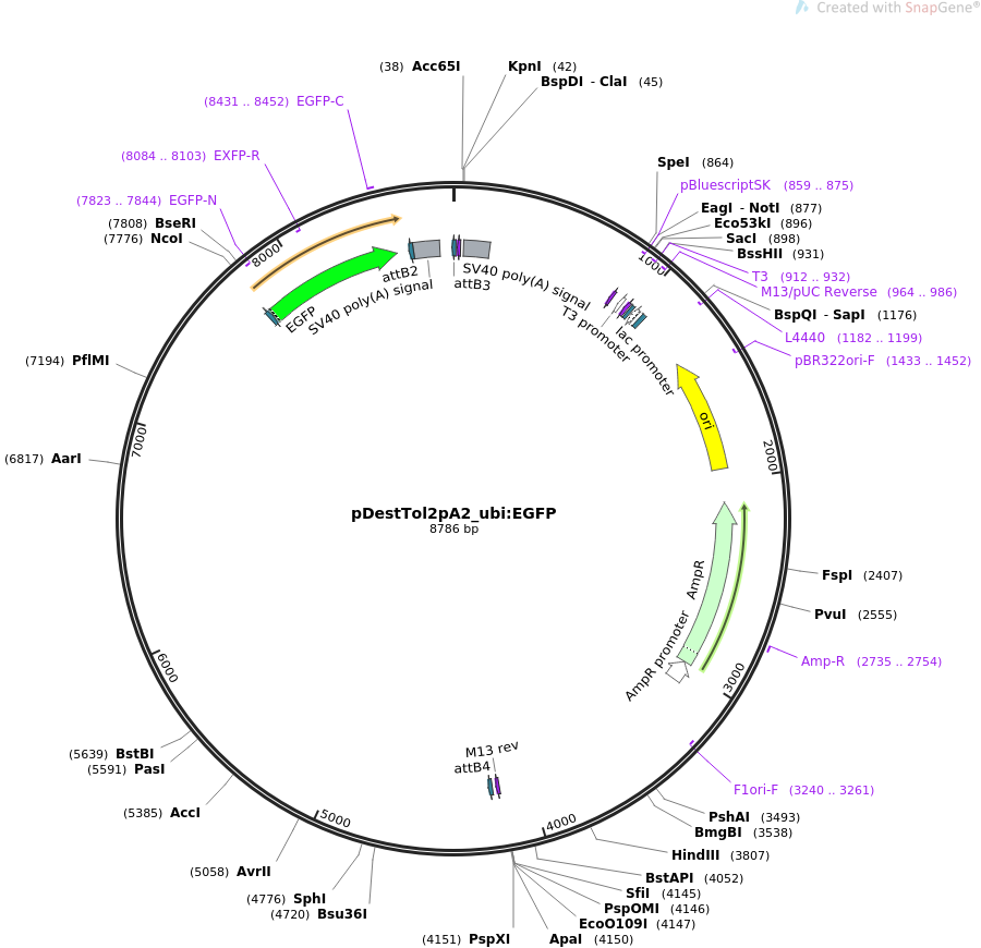 pDestTol2pA2_ubi:EGFP