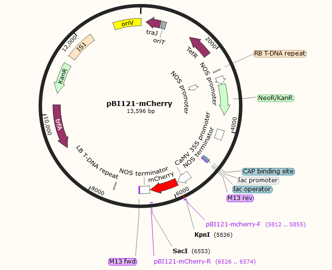 pBI121-mCherry